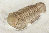 Detailed, Long Kainops Trilobite - Oklahoma #95692-3